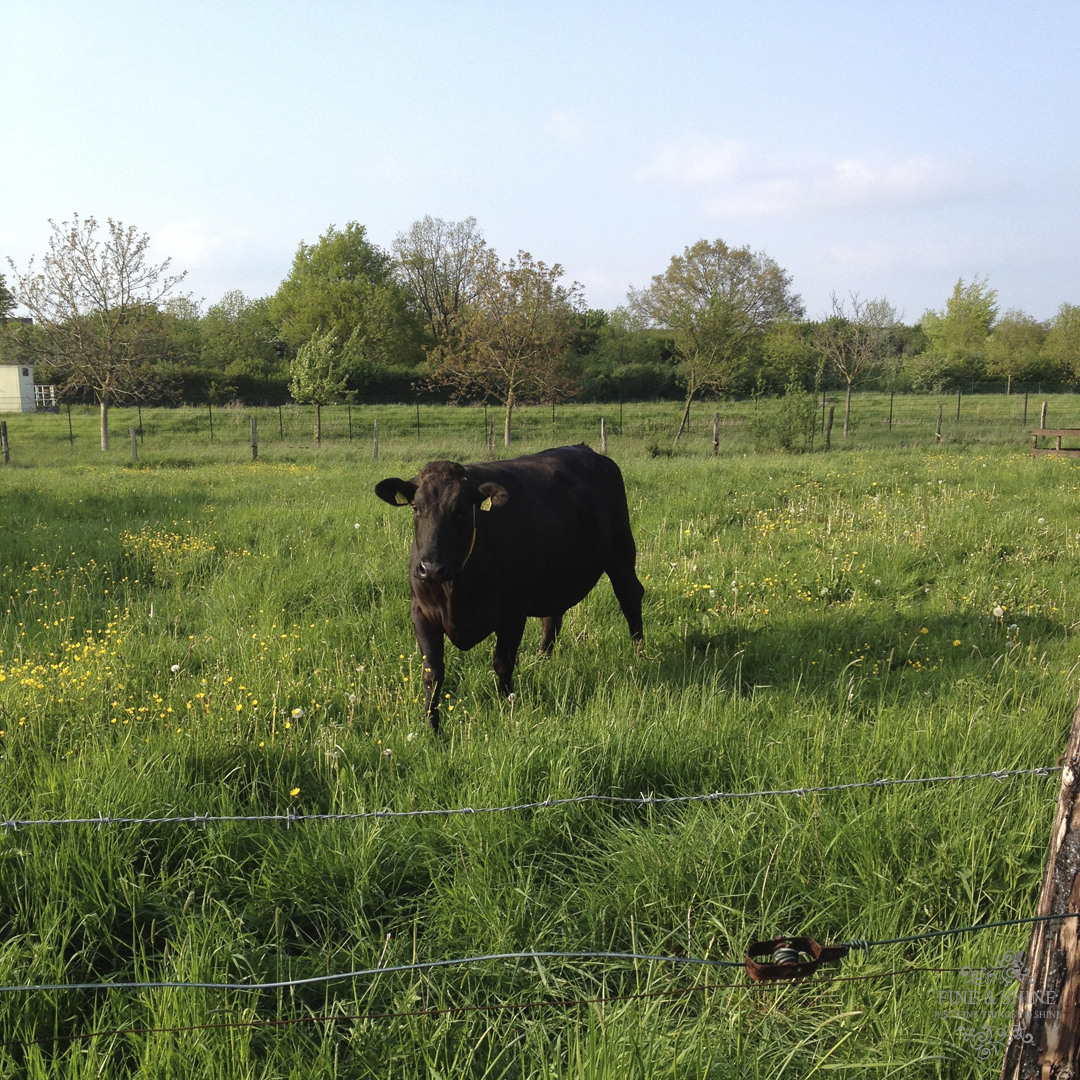 artgerechte Tierhaltung, Bio-Fleisch, glückliche Tiere, Grasgefüttert, grass-fed, Grass-finisched, Kraftfutter, Massentierhaltung, Mästung, Paleo, Weidefleisch, Weidenhaltung